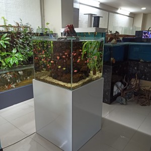 alt_1Maltepe Akvaryum Petshop | Canlı Balık, Akvaryum & Kuş Malzemeleri