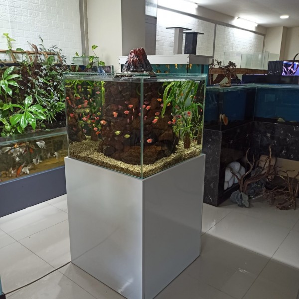 Maltepe Akvaryum Petshop | Canlı Balık, Akvaryum & Kuş Malzemeleri