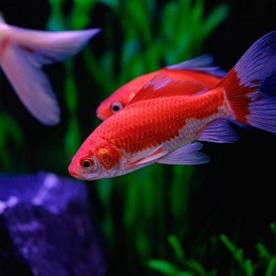 Maltepe Akvaryum Petshop | Canlı Balık, Akvaryum & Kuş Malzemeleri