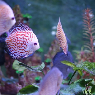 Maltepe Akvaryum Petshop | Canlı Balık, Akvaryum & Kuş Malzemeleri