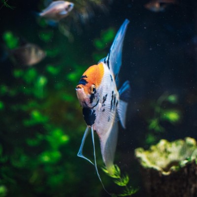 Maltepe Akvaryum Petshop | Canlı Balık, Akvaryum & Kuş Malzemeleri