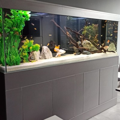 Maltepe Akvaryum Petshop | Canlı Balık, Akvaryum & Kuş Malzemeleri