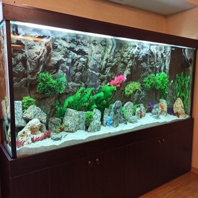 Maltepe Akvaryum Petshop | Canlı Balık, Akvaryum & Kuş Malzemeleri