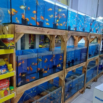 Maltepe Akvaryum Petshop | Canlı Balık, Akvaryum & Kuş Malzemeleri